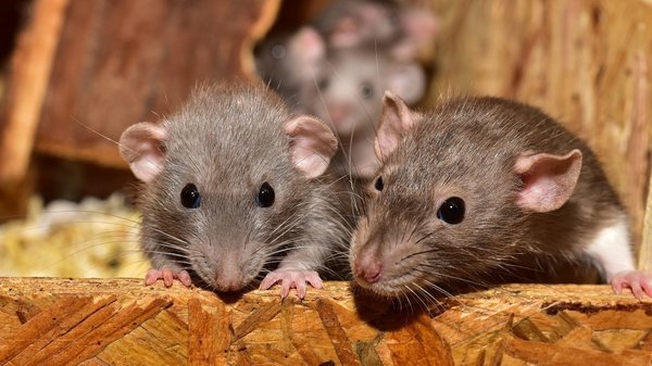 Élimination des rats et souris : pourquoi faire appel à un professionnel ?
