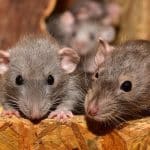 Élimination des rats et souris : pourquoi faire appel à un professionnel ?